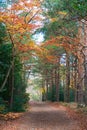 typical autumn landscape of a forest with yellow and brown leaves in branches and on the floor covering a way. there are some Royalty Free Stock Photo