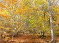 typical autumn landscape of a forest with yellow and brown leaves in branches and on the floor. The sunbeam rays come through the Royalty Free Stock Photo