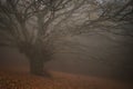 Typical autumn landscape with giant beech tree in the fog Royalty Free Stock Photo