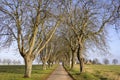 Typical avenue trees in Mecklenburg-Vorpommern, Germany