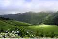 Typical Azorean landscape with green meadows bordered by stone walls and hydrangeas Royalty Free Stock Photo