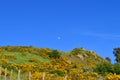 Typical Background of Maquis Shrubland, Sicilian Landscape, Italy, Europe