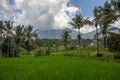 Palms and ricefield on Bali island.