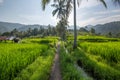 Palms and ricefield on Bali island.