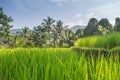 Palms and ricefield on Bali island.