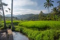 Palms and ricefield on Bali island.