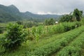 Typical balinese scene - hot pepper field