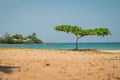 Typical beach in puerto Limon, a coastal city in Costa Rica, view of sandy beach, beautiful blue sea and a sole tree standing and Royalty Free Stock Photo