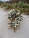 Typical beach vegetation-Botany