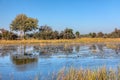 Typical African landscape, Bwabwata, Namibia Royalty Free Stock Photo