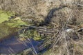 Typical beaver dam and swamp. Beaver dams or beaver impoundments are dams built by beavers. Structures modify the natural Royalty Free Stock Photo