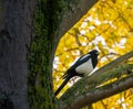 Typical birds in the trees in the park of London, magpie, pica pica. United Kingdom Royalty Free Stock Photo