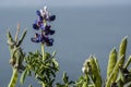 Typical Bolivian flowers the Titicaca lake, the largest highaltitude lake in the world 3808 mt