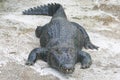 Typical Brazilian alligator from the Pantanal (Caiman yacare)