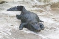 Typical Brazilian alligator from the Pantanal (Caiman yacare)