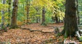 Typical British beech woodland