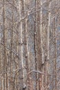 White Aspen Stems & Blue Sky - Canadian Landscapes Royalty Free Stock Photo