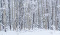 White Aspen Stems - Canadian Landscapes Royalty Free Stock Photo