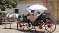 Typical carriage horses-Ronda-Spain