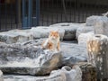 Typical cat at the limasol castle stones Royalty Free Stock Photo