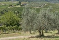 Typical Chianti landscape with vineyards and olive trees between the provinces of Florence and Siena, Tuscany, Italy Royalty Free Stock Photo