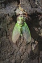 Freshly hatched cicada on a trunk Royalty Free Stock Photo