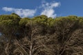 Typical coastal pine trees