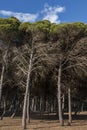 Typical coastal pine trees