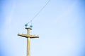 Typical concrete electricity pylon in the Tuscan countryside