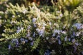 A typical coniferous plant blooms, holidays in Croatia