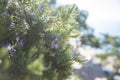 A typical coniferous plant blooms