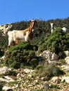 Greek Goats Grazing on Hillside in Leros, Greece, Europe