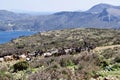 Greek Goats Grazing on Hillside in Leros, Greece, Europe