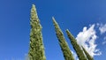 Typical cypress trees in Tuscany