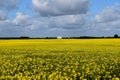 Landscape whit in front a nice field of intens yellow summer rape flowers and a blue sky with clouds Royalty Free Stock Photo