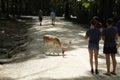 Typical day at deer forest with people and fallow deer, Southwicks ZOo, Mendon, Ma Royalty Free Stock Photo