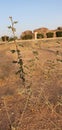 Typical desert plants