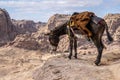 Typical Donkey Panoramic View of Petra, Unesco Archeological Site, Jordan Royalty Free Stock Photo