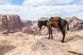 Typical Donkey Panoramic View of Petra, Unesco Archeological Site, Jordan Royalty Free Stock Photo