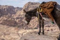 Typical Donkey and Panoramic View of Petra, Unesco Archeological Site, Jordan, Royalty Free Stock Photo