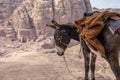 Typical Donkey and Panoramic View of Petra, Unesco Archeological Site, Jordan, Royalty Free Stock Photo