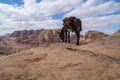 Typical Donkey and Panoramic View of Petra, Unesco Archeological Site, Jordan, Royalty Free Stock Photo