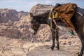 Typical Donkey and Panoramic View of Petra, Unesco Archeological Site, Jordan, Royalty Free Stock Photo