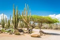 Typical dry climate cacti and shrubs in Aruba Royalty Free Stock Photo