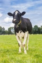 Typical dutch black and white cow in the grass in Drenthe Royalty Free Stock Photo