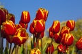 Typical Dutch colourful tulip field