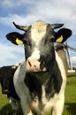 Typical Dutch cow Royalty Free Stock Photo