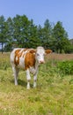 Typical dutch cow in the landscape of Drenthe Royalty Free Stock Photo