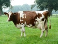 Typical Dutch: a cow in a pasture with trees at the border Royalty Free Stock Photo