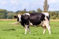 A dutch cow is standing in a field Royalty Free Stock Photo